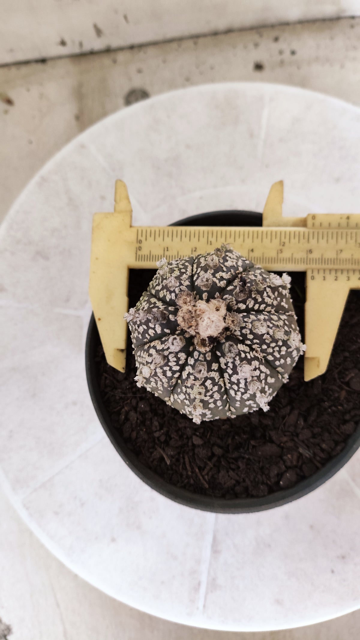 ASTROPHYTUM ASTERIAS SUPER KABUTO  Nº 1814 - vaso 11