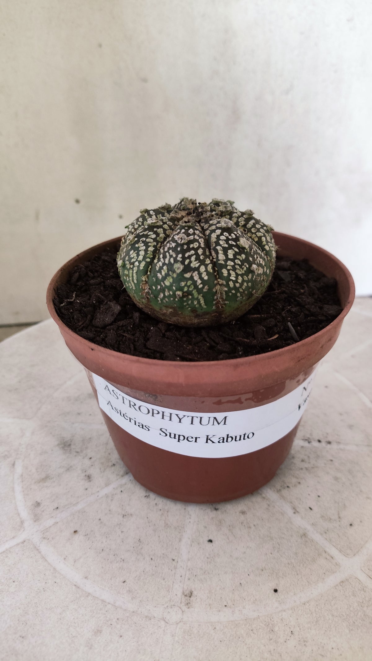 ASTROPHYTUM ASTERIAS SUPER KABUTO  Nº 1818 - vaso 11