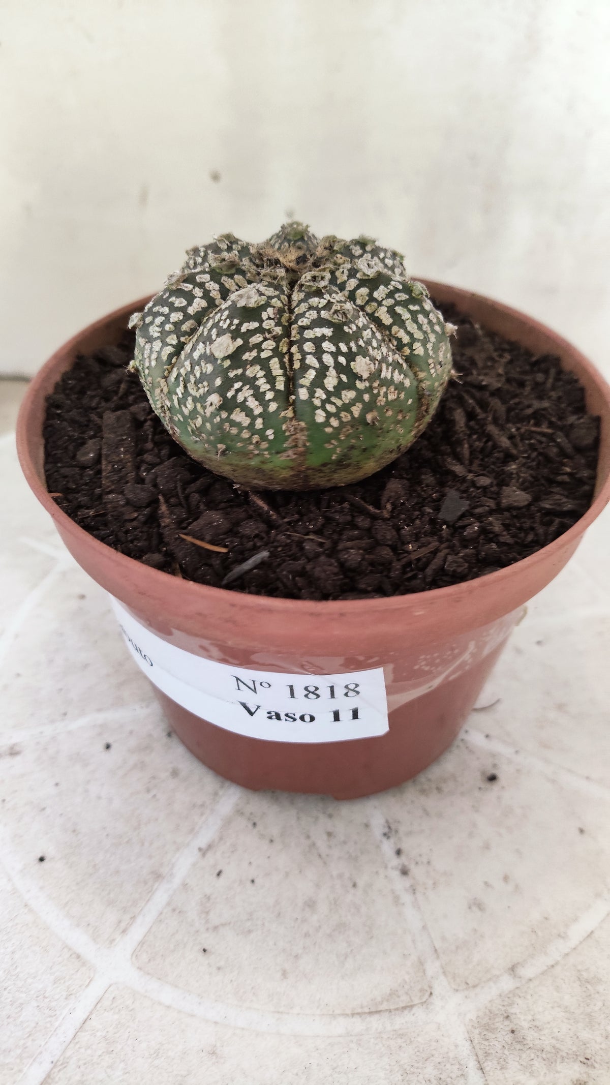 ASTROPHYTUM ASTERIAS SUPER KABUTO  Nº 1818 - vaso 11