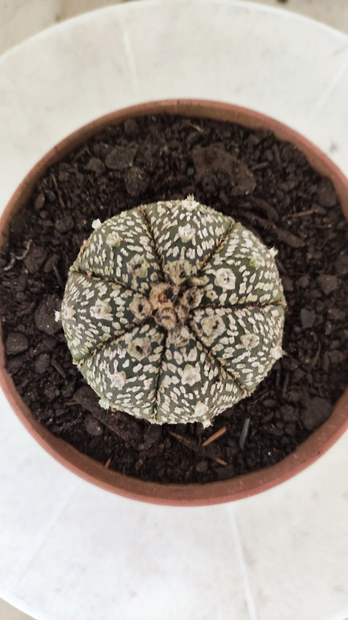 ASTROPHYTUM ASTERIAS SUPER KABUTO  Nº 1818 - vaso 11