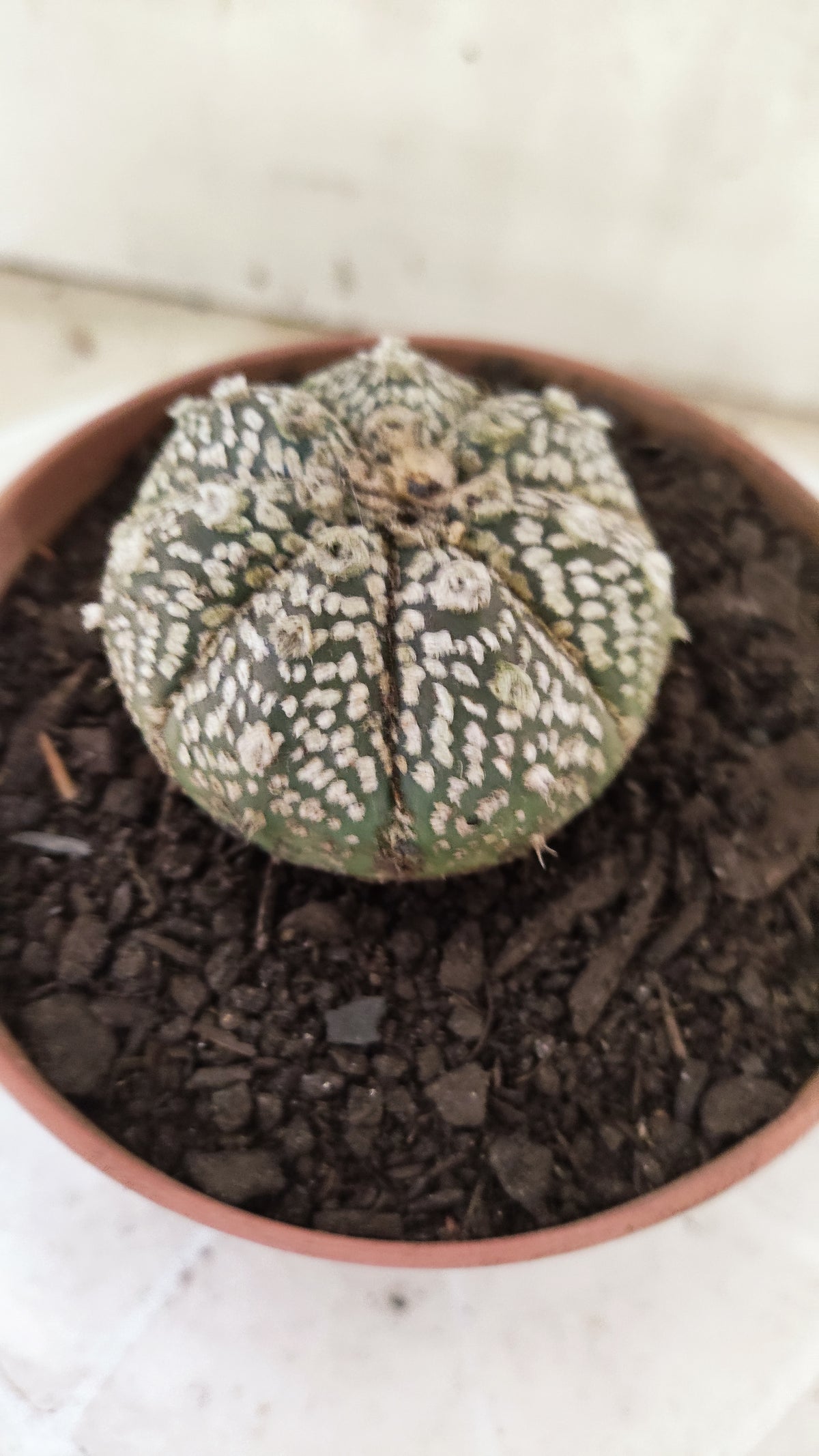 ASTROPHYTUM ASTERIAS SUPER KABUTO  Nº 1818 - vaso 11