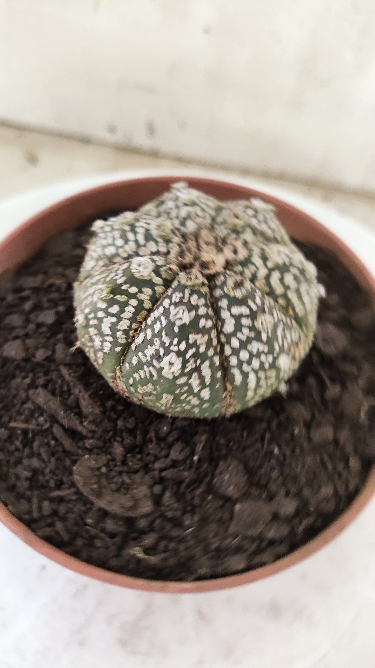 ASTROPHYTUM ASTERIAS SUPER KABUTO  Nº 1818 - vaso 11