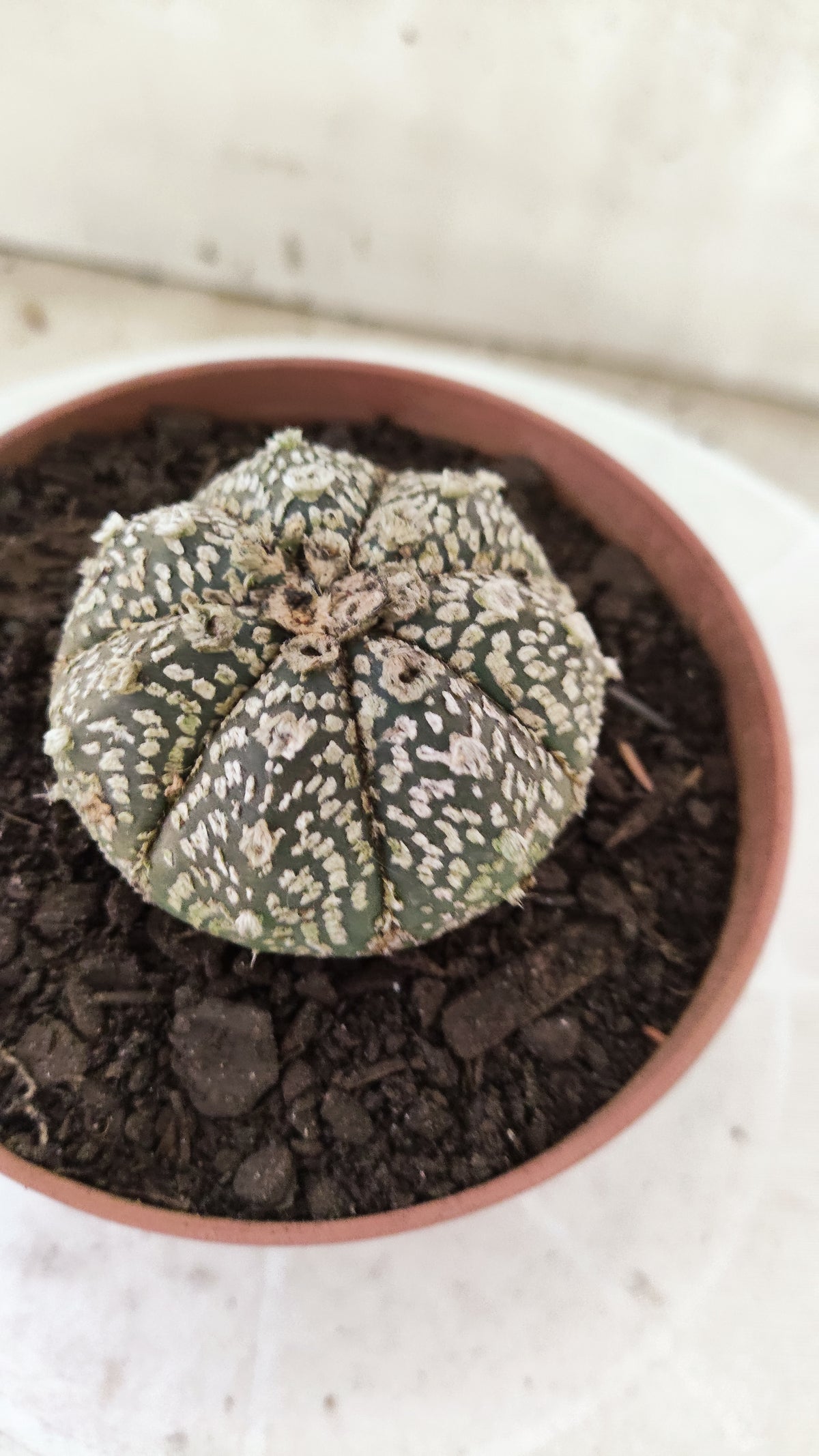 ASTROPHYTUM ASTERIAS SUPER KABUTO  Nº 1818 - vaso 11