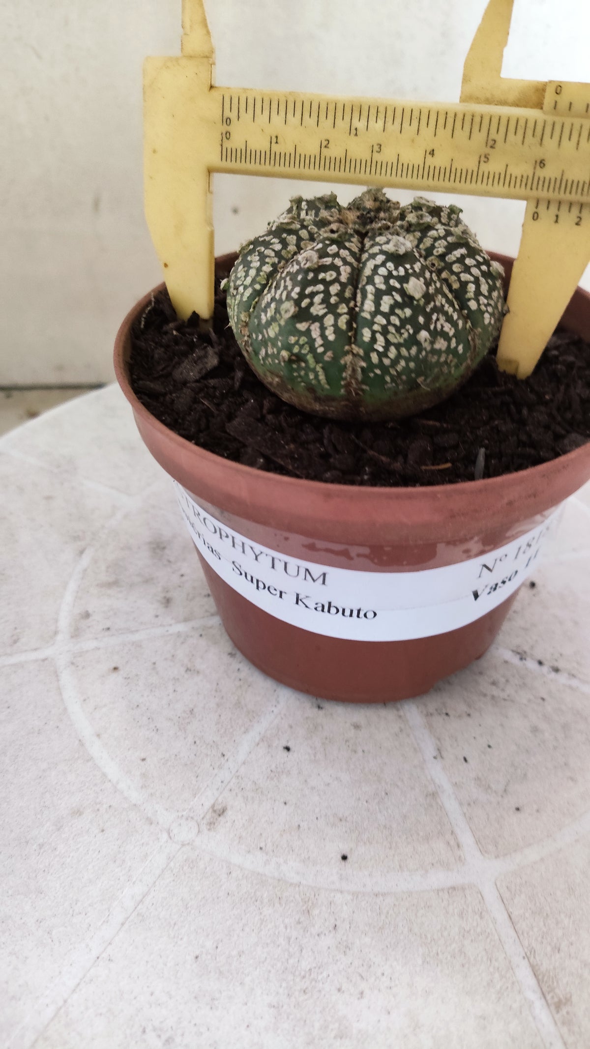 ASTROPHYTUM ASTERIAS SUPER KABUTO  Nº 1818 - vaso 11