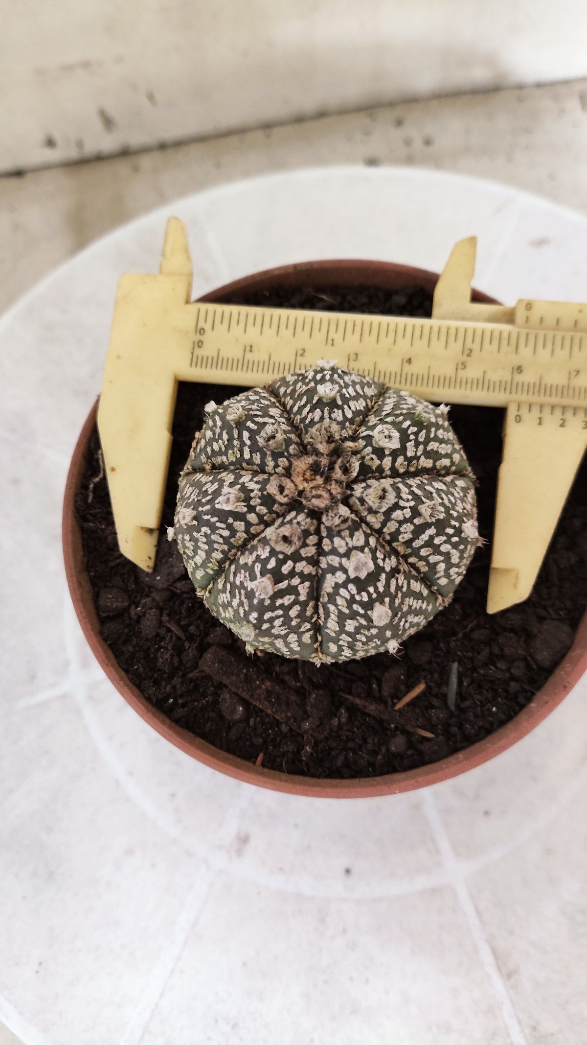 ASTROPHYTUM ASTERIAS SUPER KABUTO  Nº 1818 - vaso 11