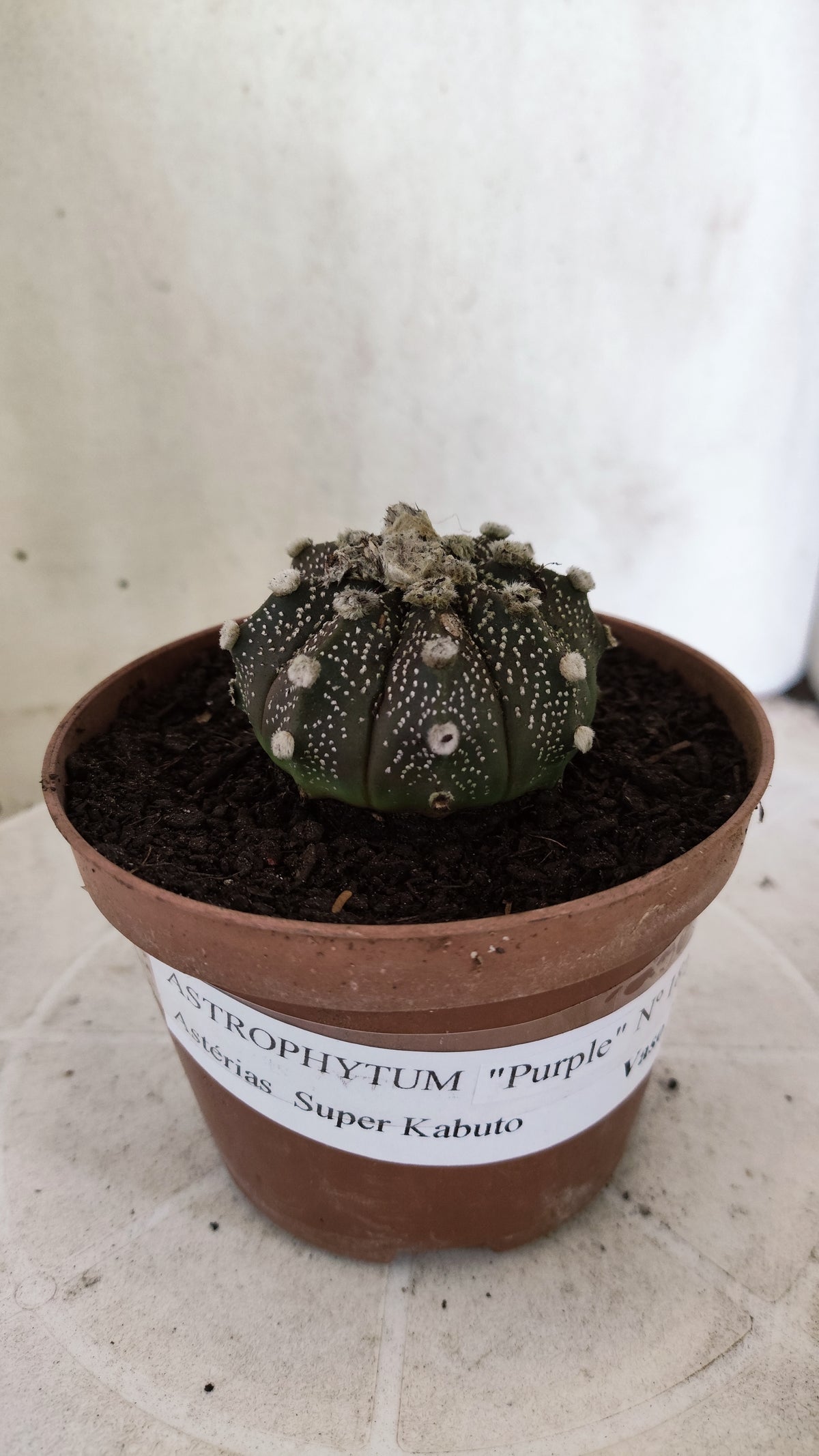 ASTROPHYTUM ASTERIAS Super Kabuto “Purple”  Nº 1817 – vaso 11
