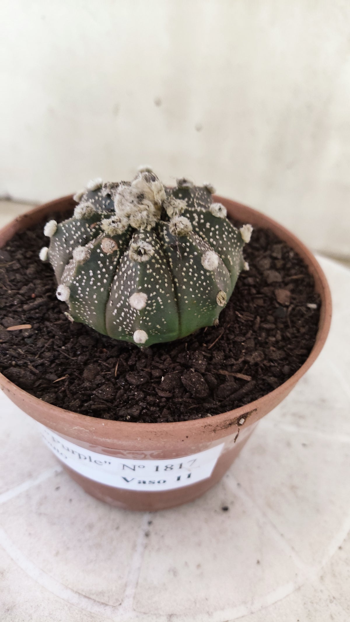 ASTROPHYTUM ASTERIAS Super Kabuto “Purple”  Nº 1817 – vaso 11