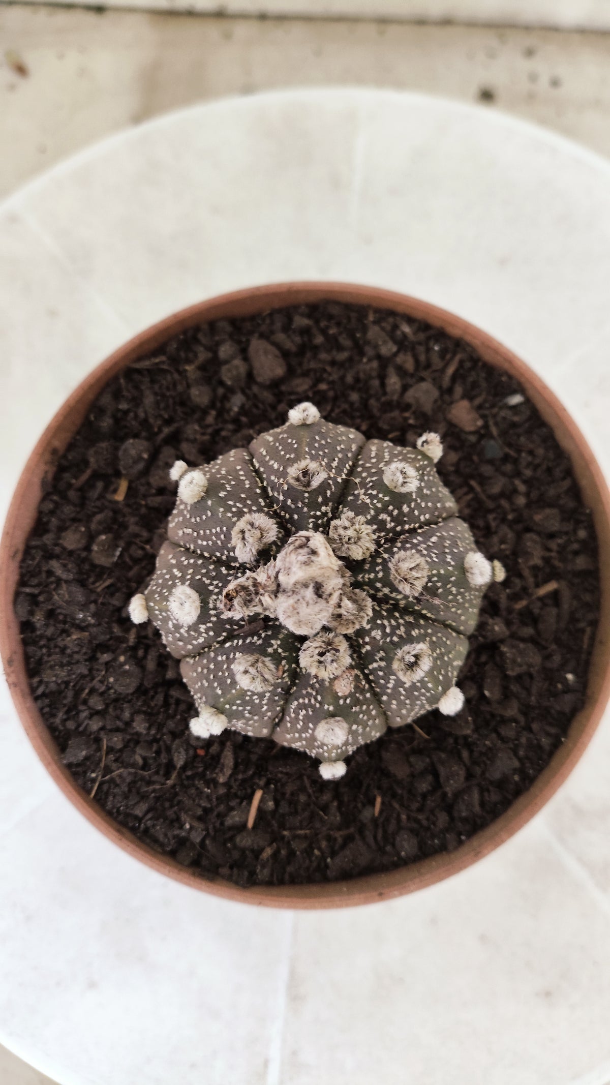 ASTROPHYTUM ASTERIAS Super Kabuto “Purple”  Nº 1817 – vaso 11