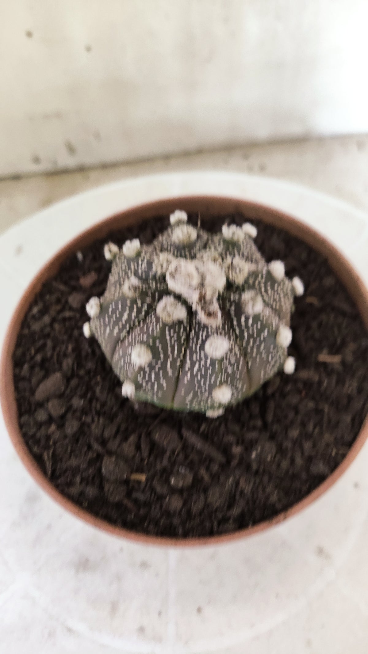 ASTROPHYTUM ASTERIAS Super Kabuto “Purple”  Nº 1817 – vaso 11