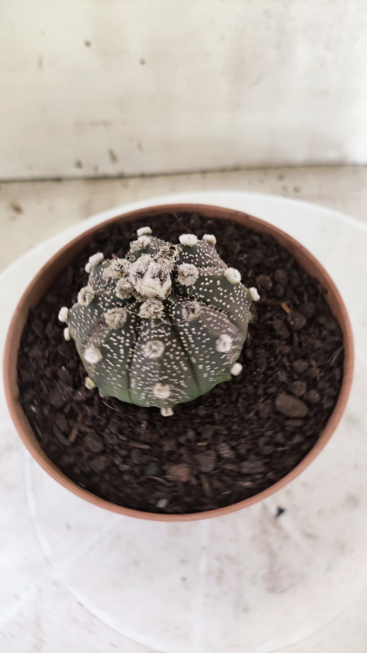 ASTROPHYTUM ASTERIAS Super Kabuto “Purple”  Nº 1817 – vaso 11