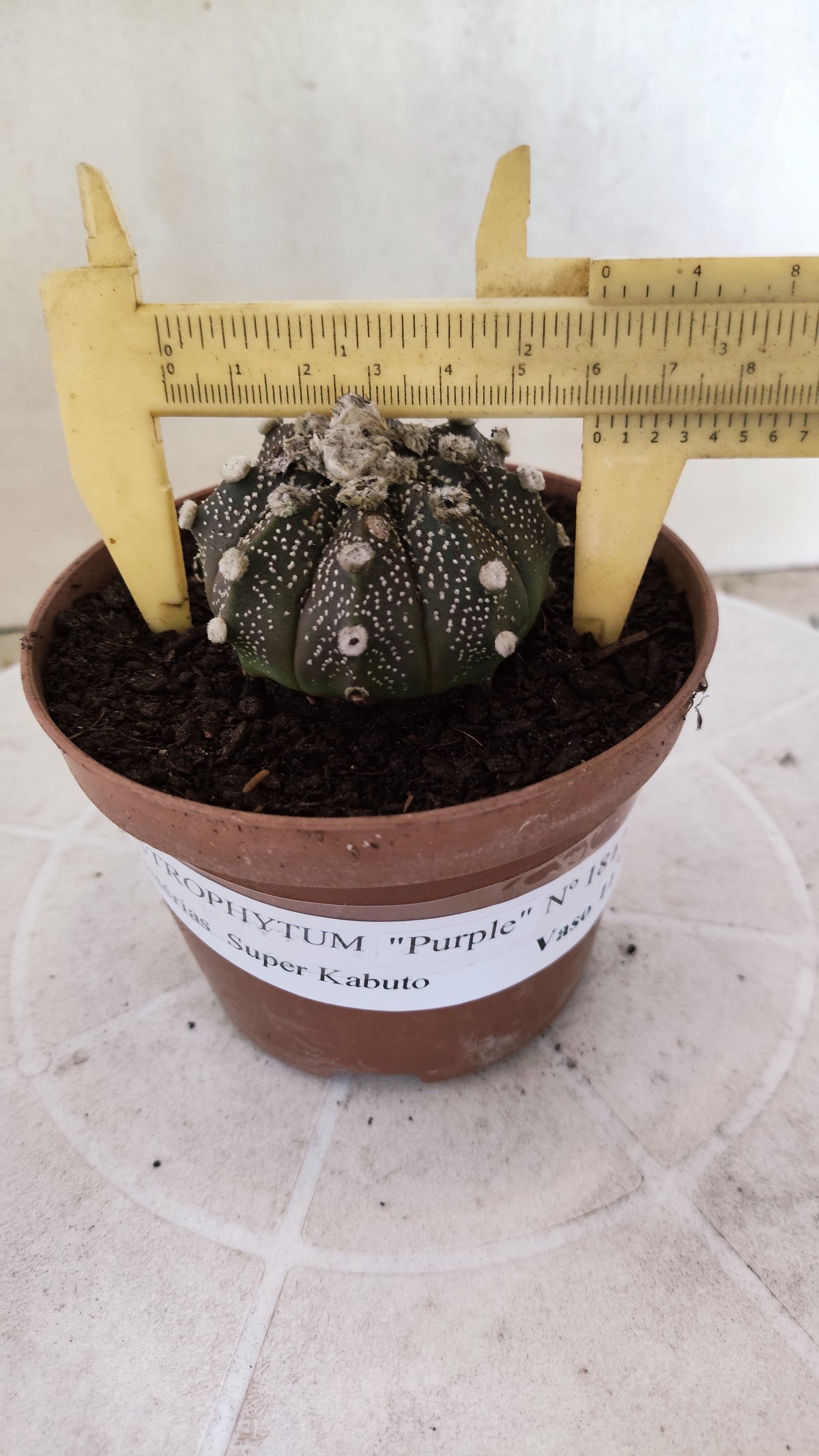 ASTROPHYTUM ASTERIAS Super Kabuto “Purple”  Nº 1817 – vaso 11
