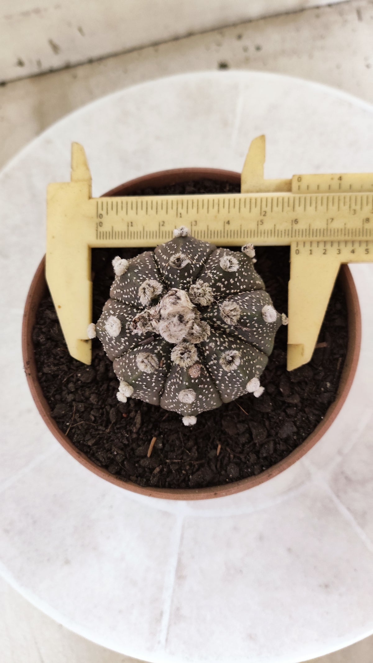 ASTROPHYTUM ASTERIAS Super Kabuto “Purple”  Nº 1817 – vaso 11