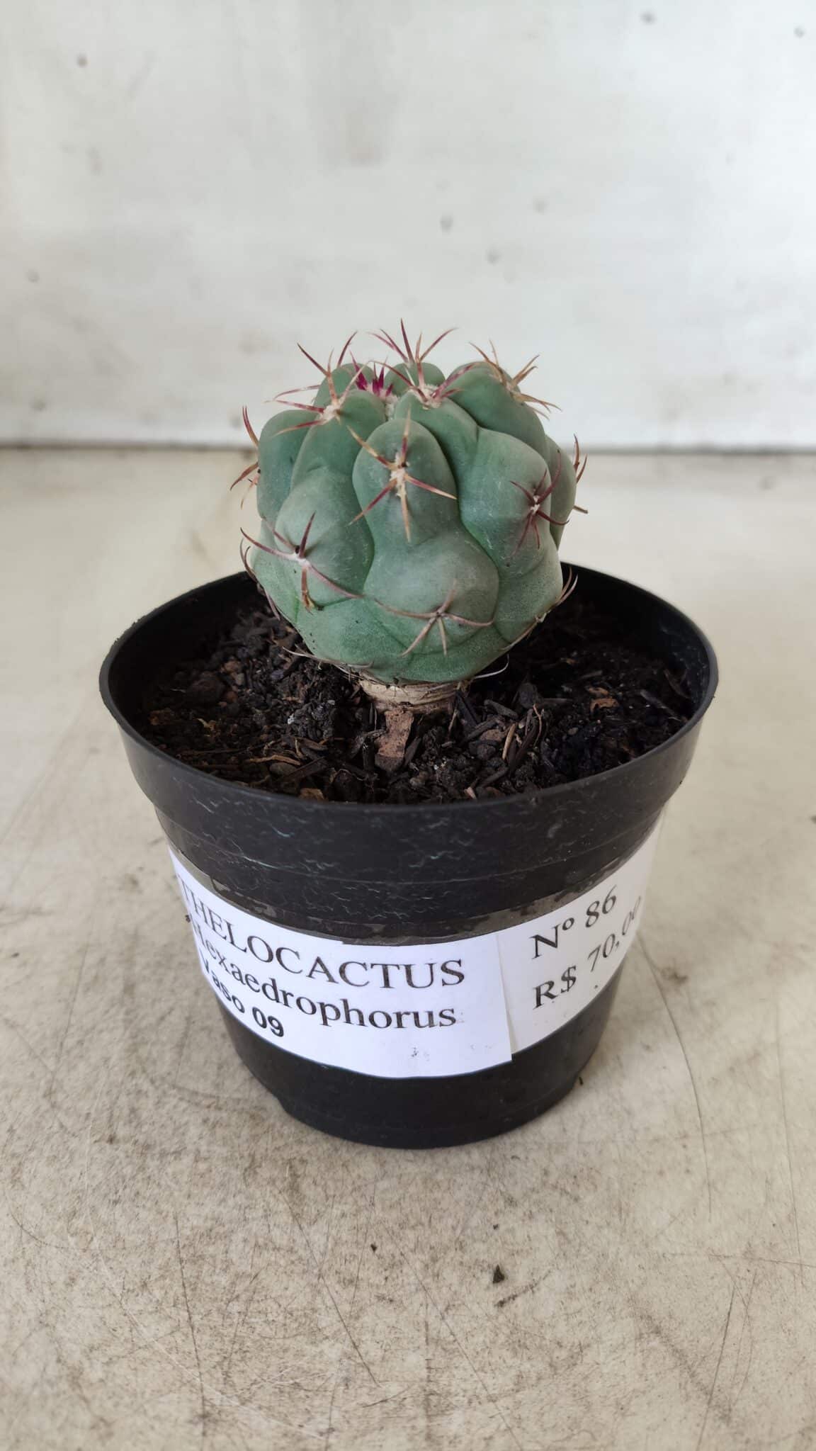THELOCACTUS Hexaedrophorus Nº 86 – VASO 09