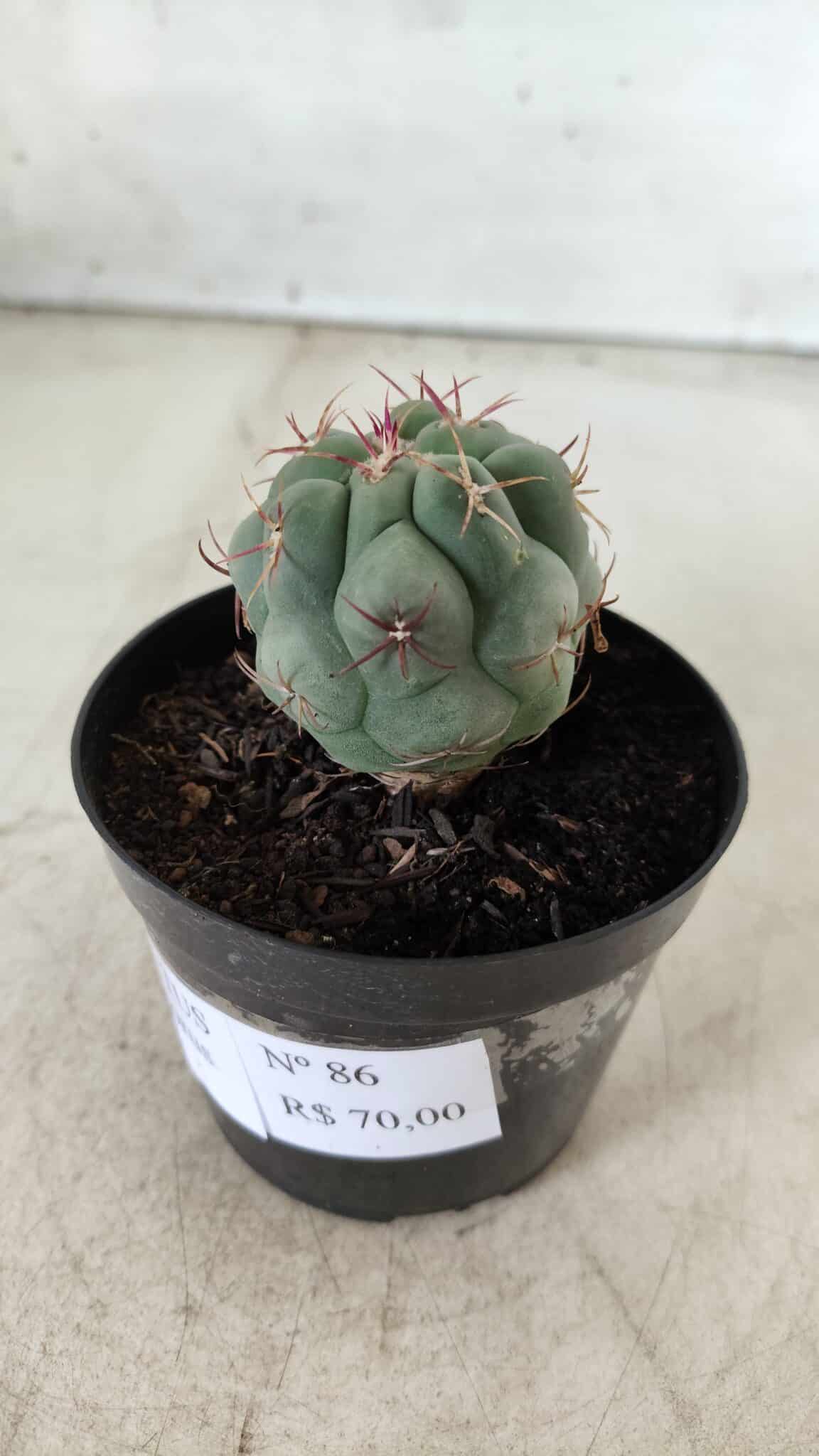 THELOCACTUS Hexaedrophorus Nº 86 – VASO 09