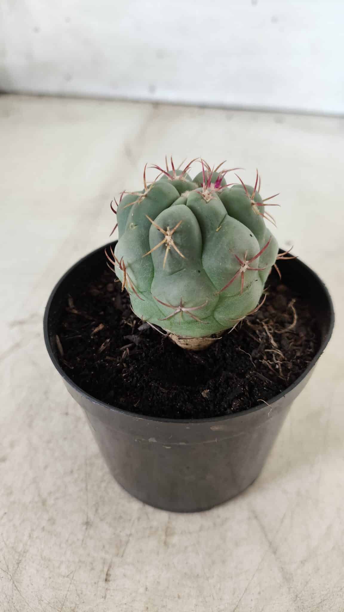 THELOCACTUS Hexaedrophorus Nº 86 – VASO 09