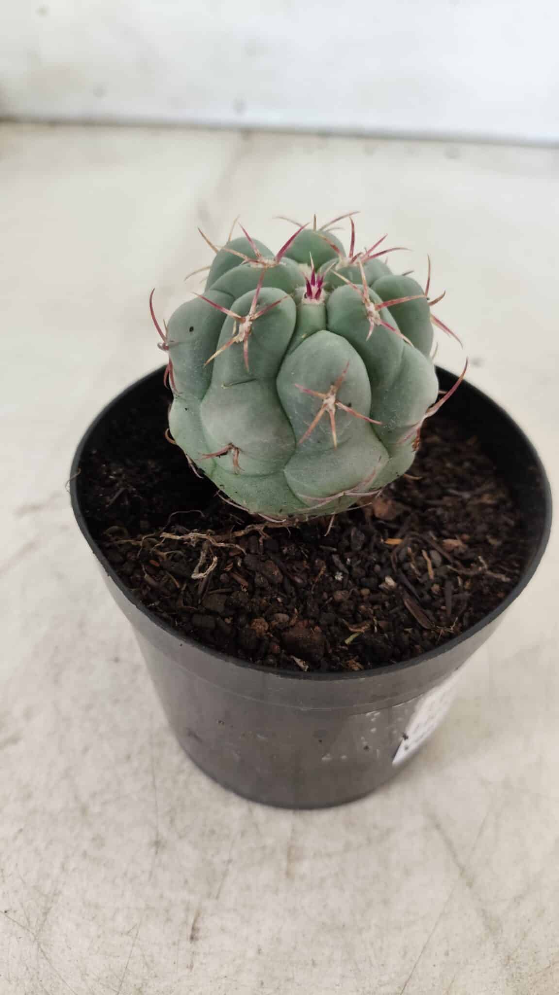 THELOCACTUS Hexaedrophorus Nº 86 – VASO 09