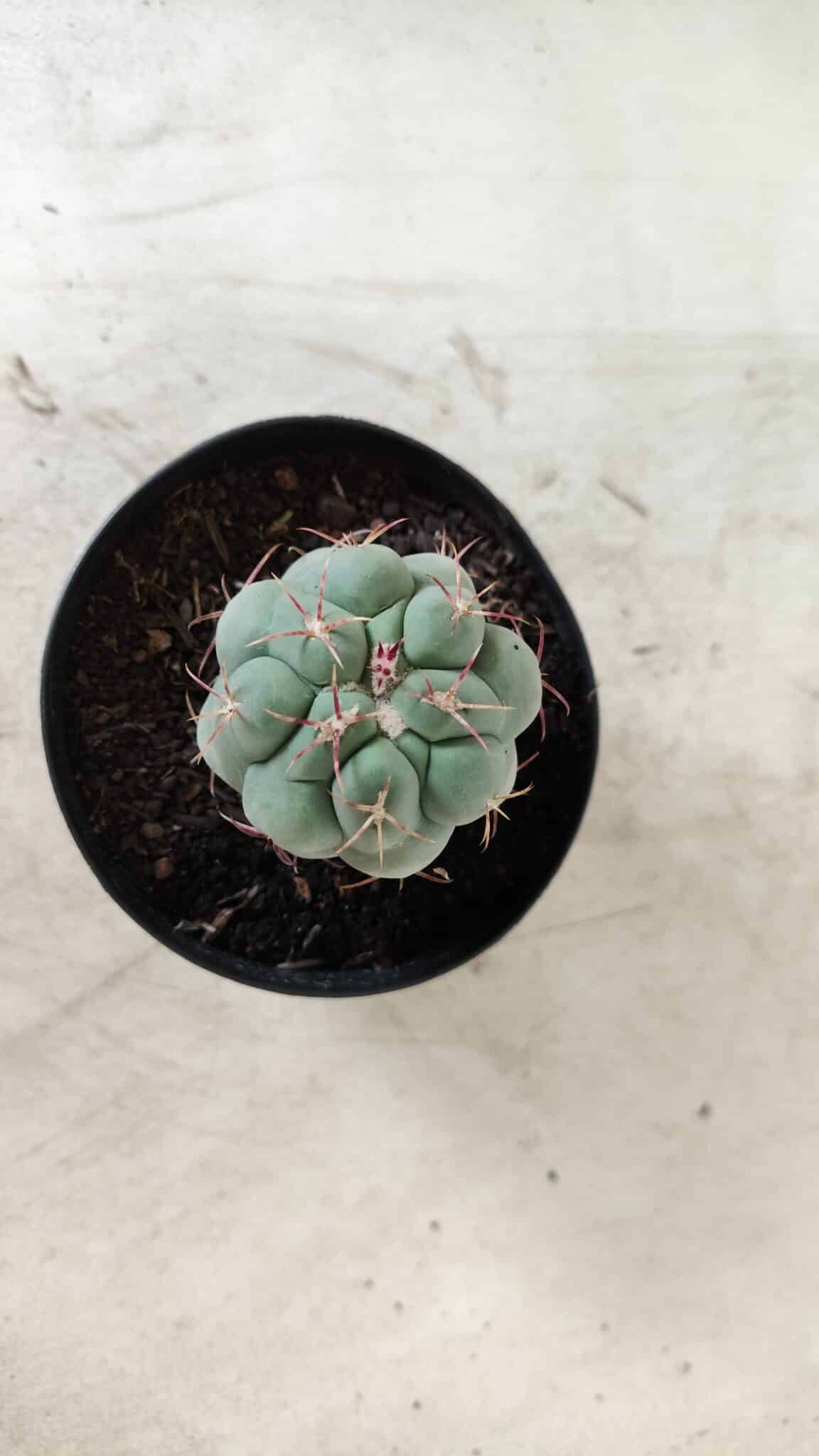 THELOCACTUS Hexaedrophorus Nº 86 – VASO 09