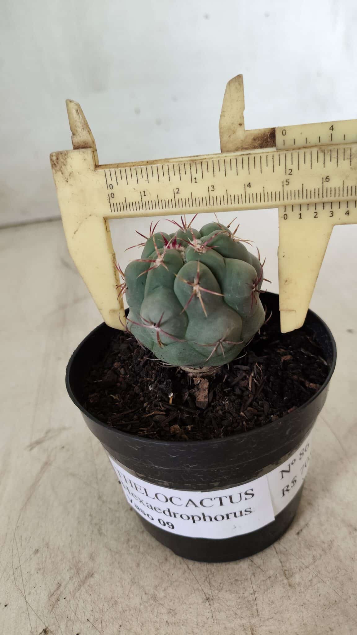 THELOCACTUS Hexaedrophorus Nº 86 – VASO 09