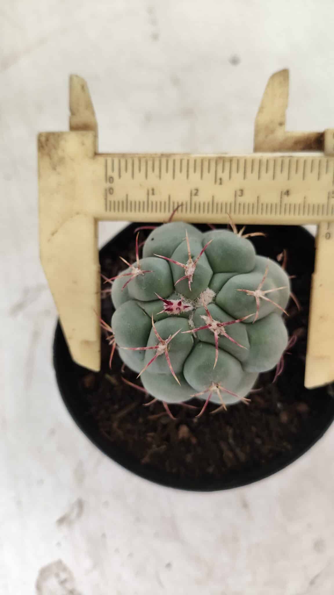 THELOCACTUS Hexaedrophorus Nº 86 – VASO 09