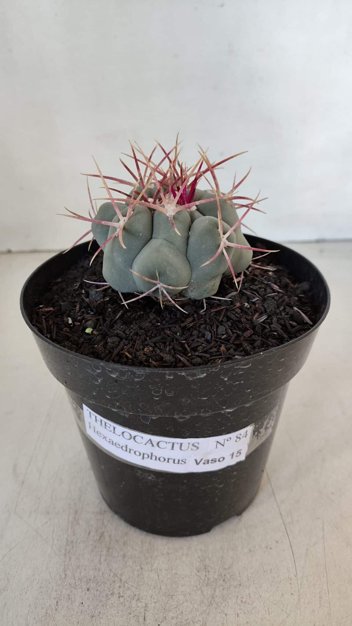 THELOCACTUS Hexaedrophorus Nº 84 – VASO 15