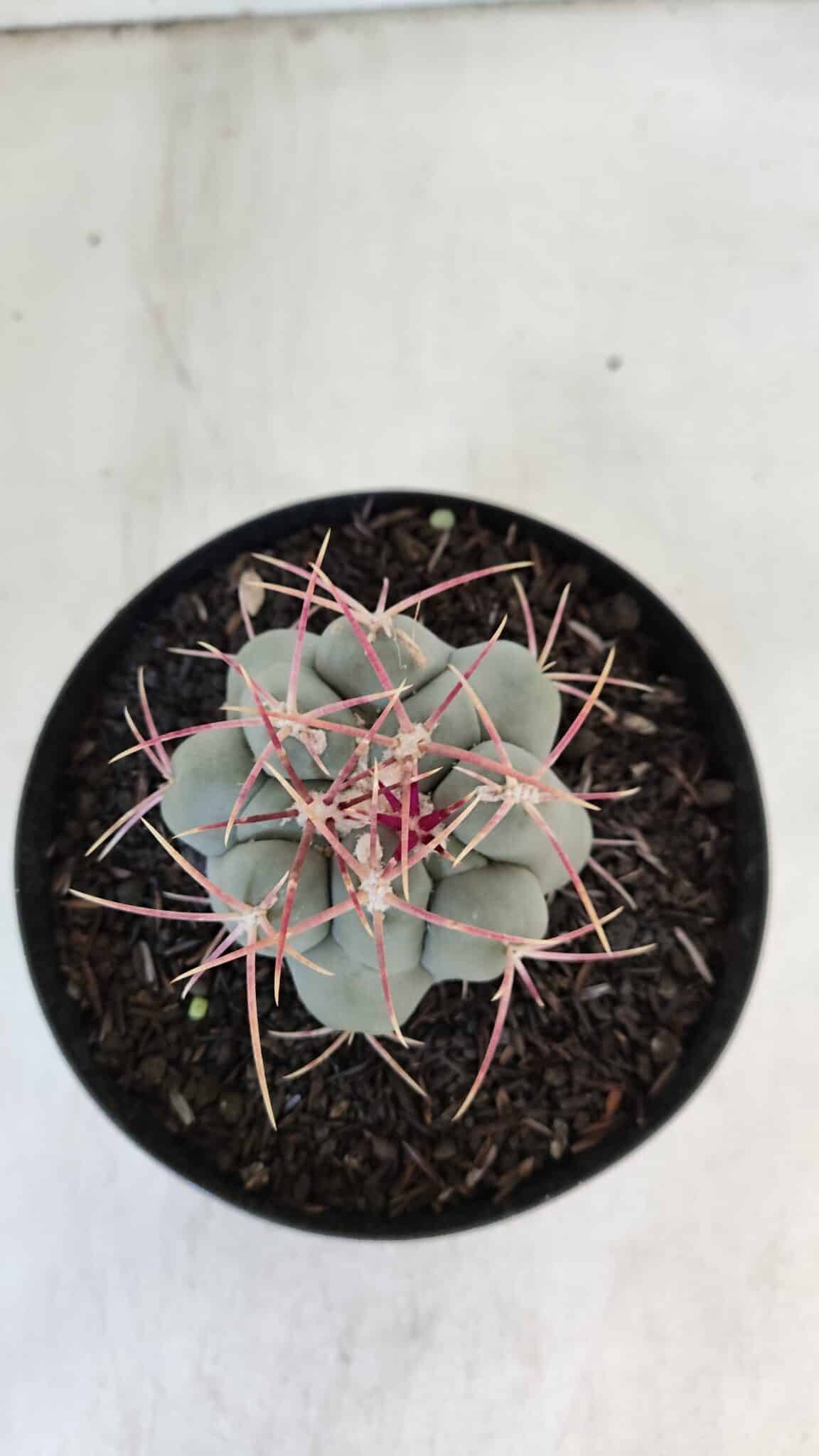 THELOCACTUS Hexaedrophorus Nº 84 – VASO 15