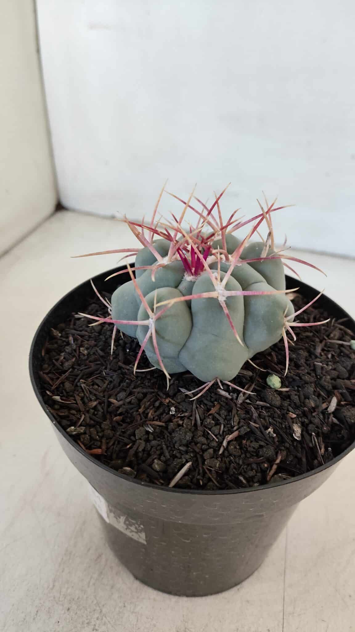 THELOCACTUS Hexaedrophorus Nº 84 – VASO 15