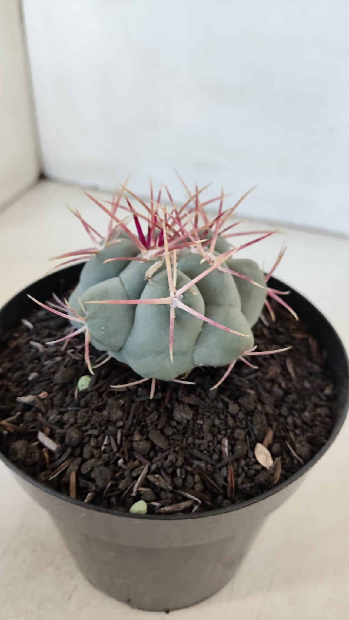 THELOCACTUS Hexaedrophorus Nº 84 – VASO 15