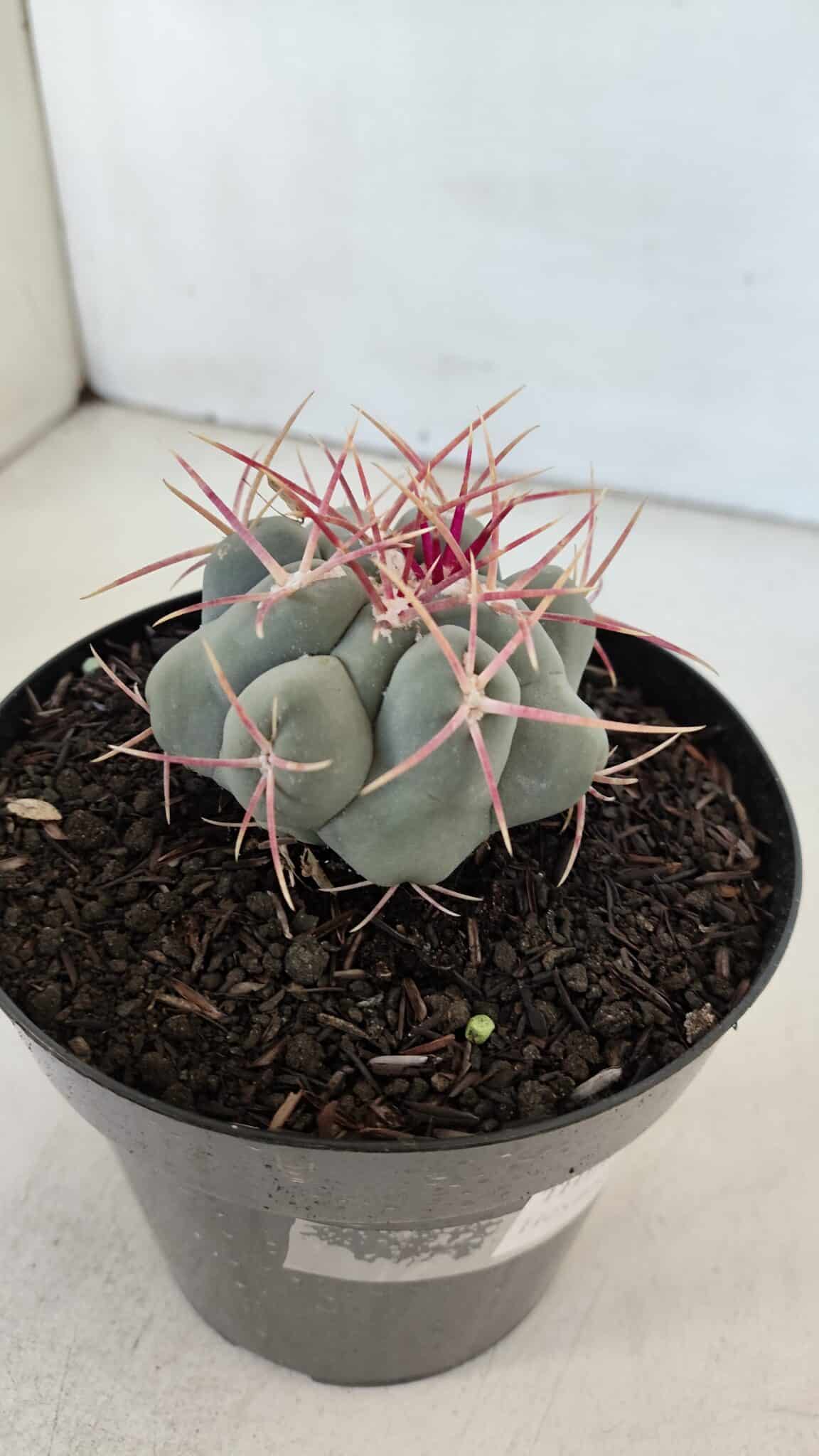 THELOCACTUS Hexaedrophorus Nº 84 – VASO 15