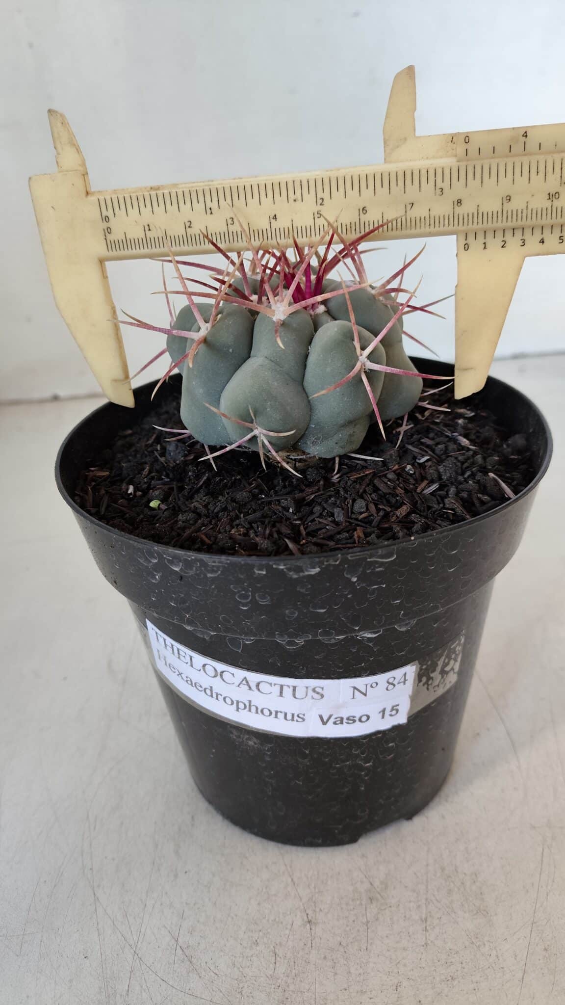 THELOCACTUS Hexaedrophorus Nº 84 – VASO 15