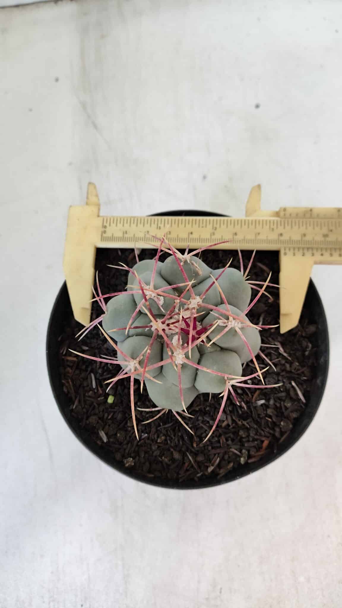 THELOCACTUS Hexaedrophorus Nº 84 – VASO 15