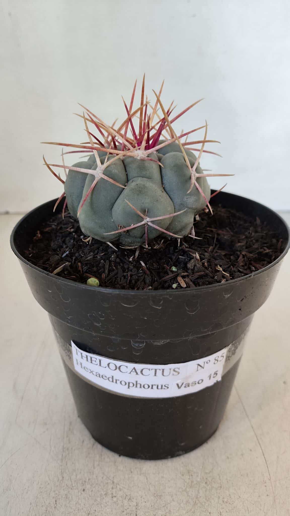 THELOCACTUS Hexaedrophorus Nº 85 – VASO 15