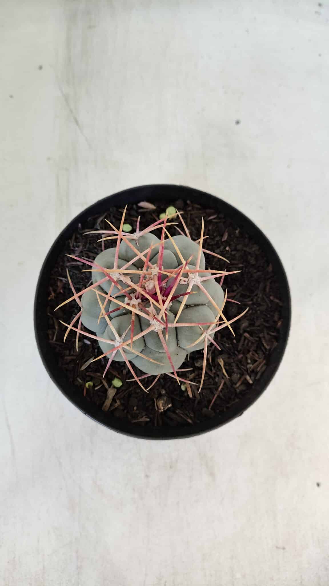 THELOCACTUS Hexaedrophorus Nº 85 – VASO 15