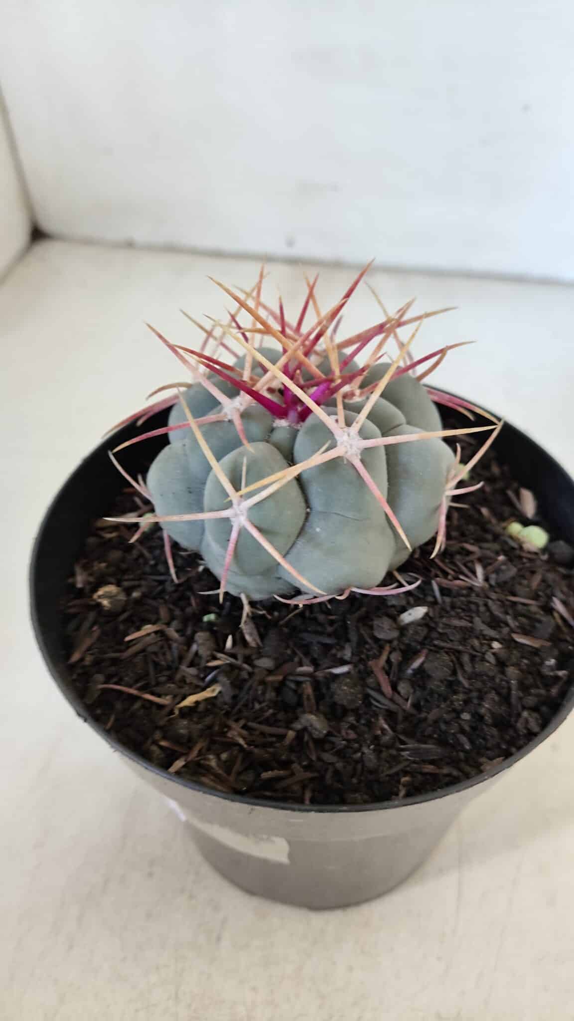 THELOCACTUS Hexaedrophorus Nº 85 – VASO 15
