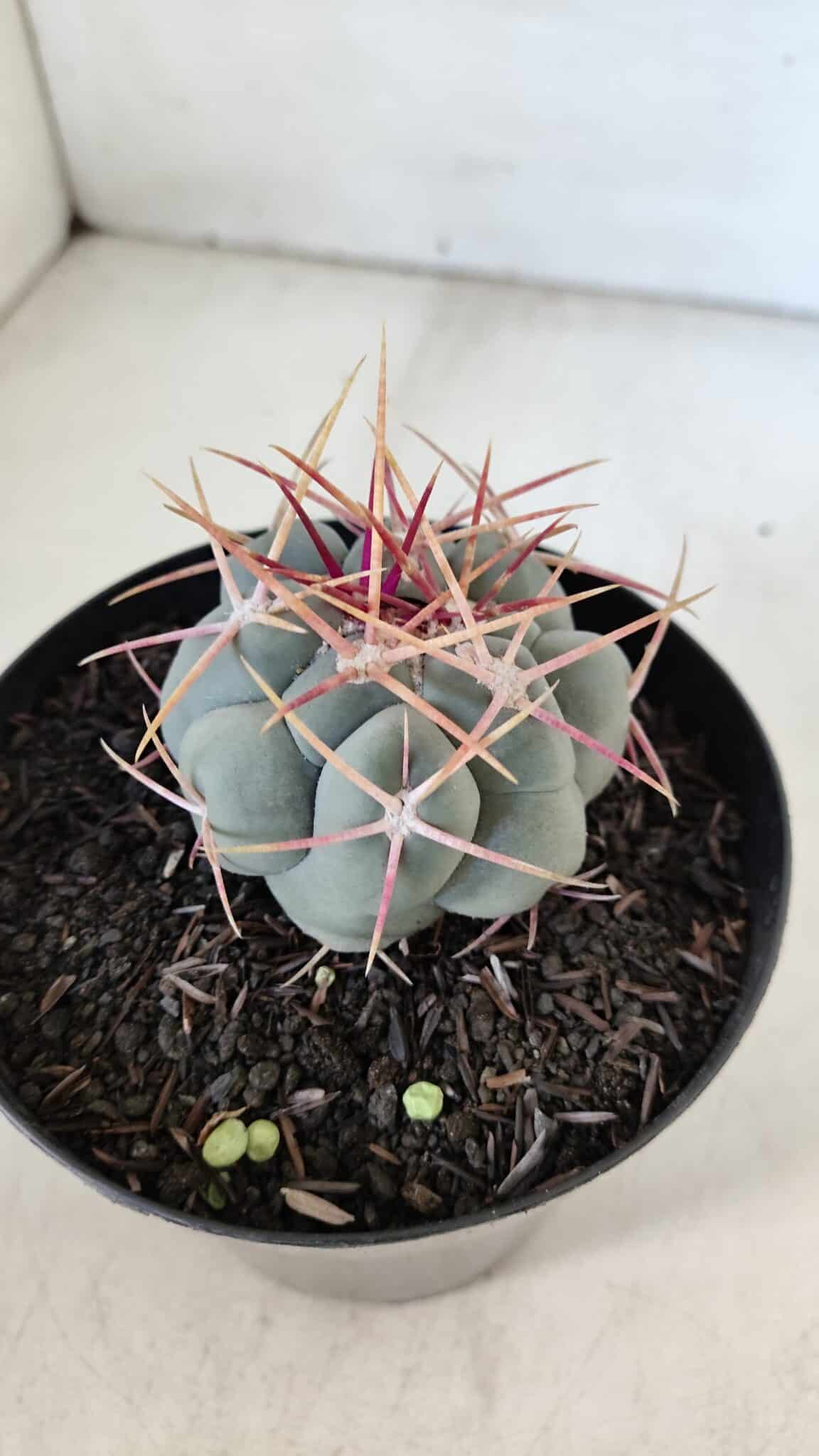 THELOCACTUS Hexaedrophorus Nº 85 – VASO 15
