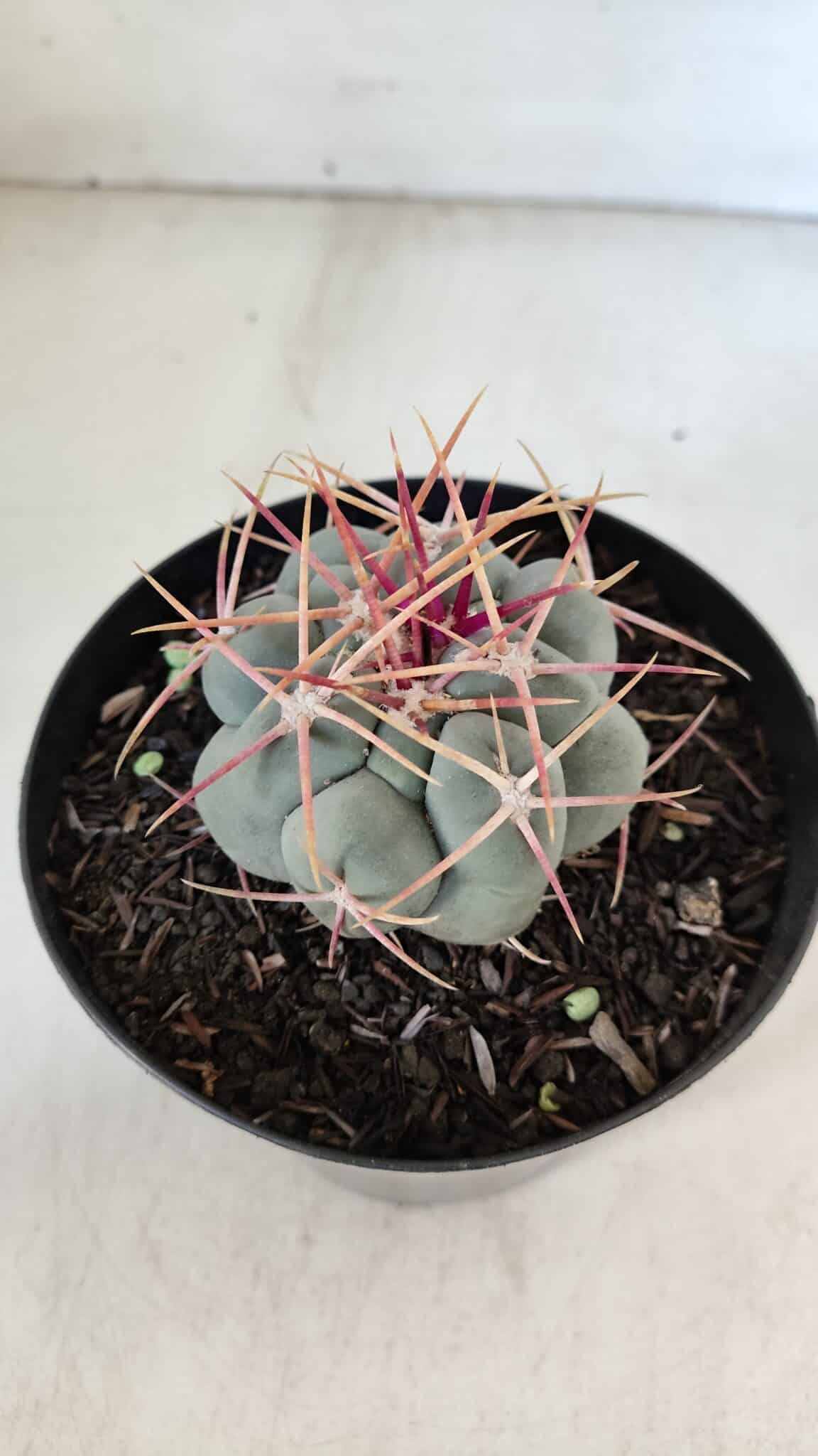 THELOCACTUS Hexaedrophorus Nº 85 – VASO 15