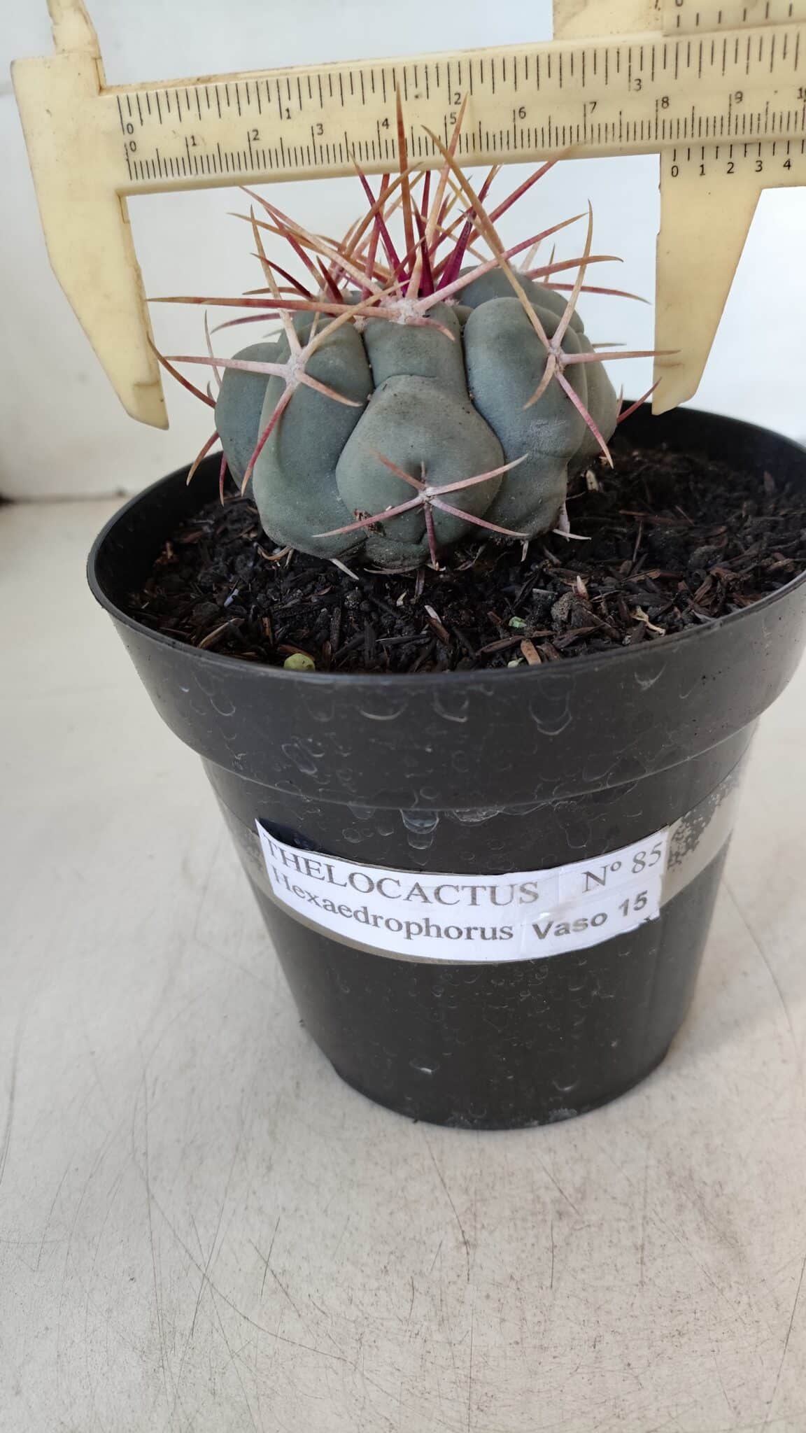 THELOCACTUS Hexaedrophorus Nº 85 – VASO 15