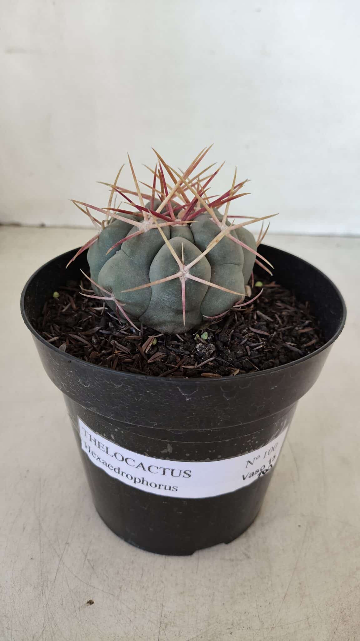 THELOCACTUS Hexaedrophorus Nº 100 – VASO 15 - foto 2