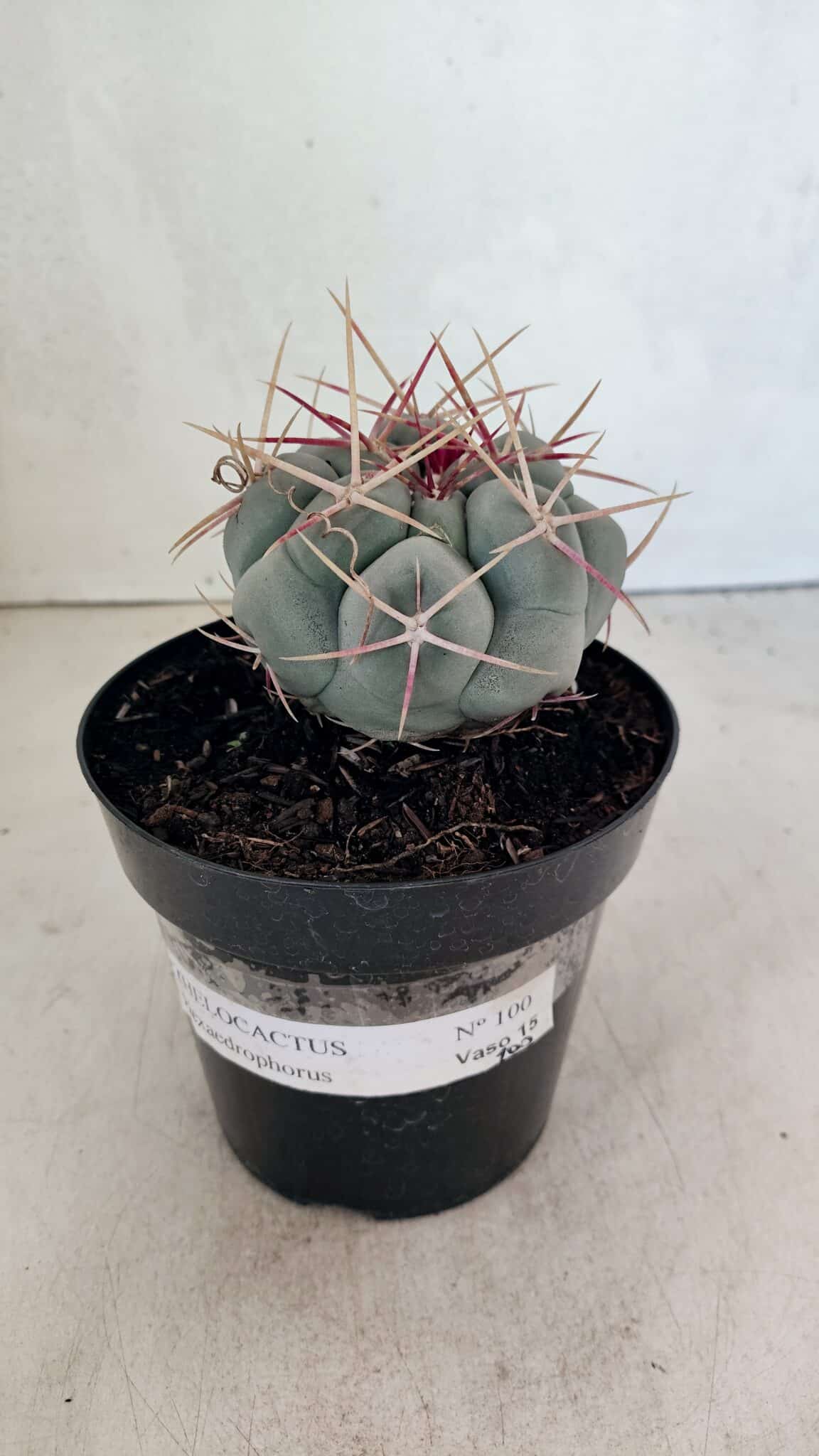 MATRIZ THELOCACTUS Hexaedrophorus Nº 100 – VASO 15 - foto 2
