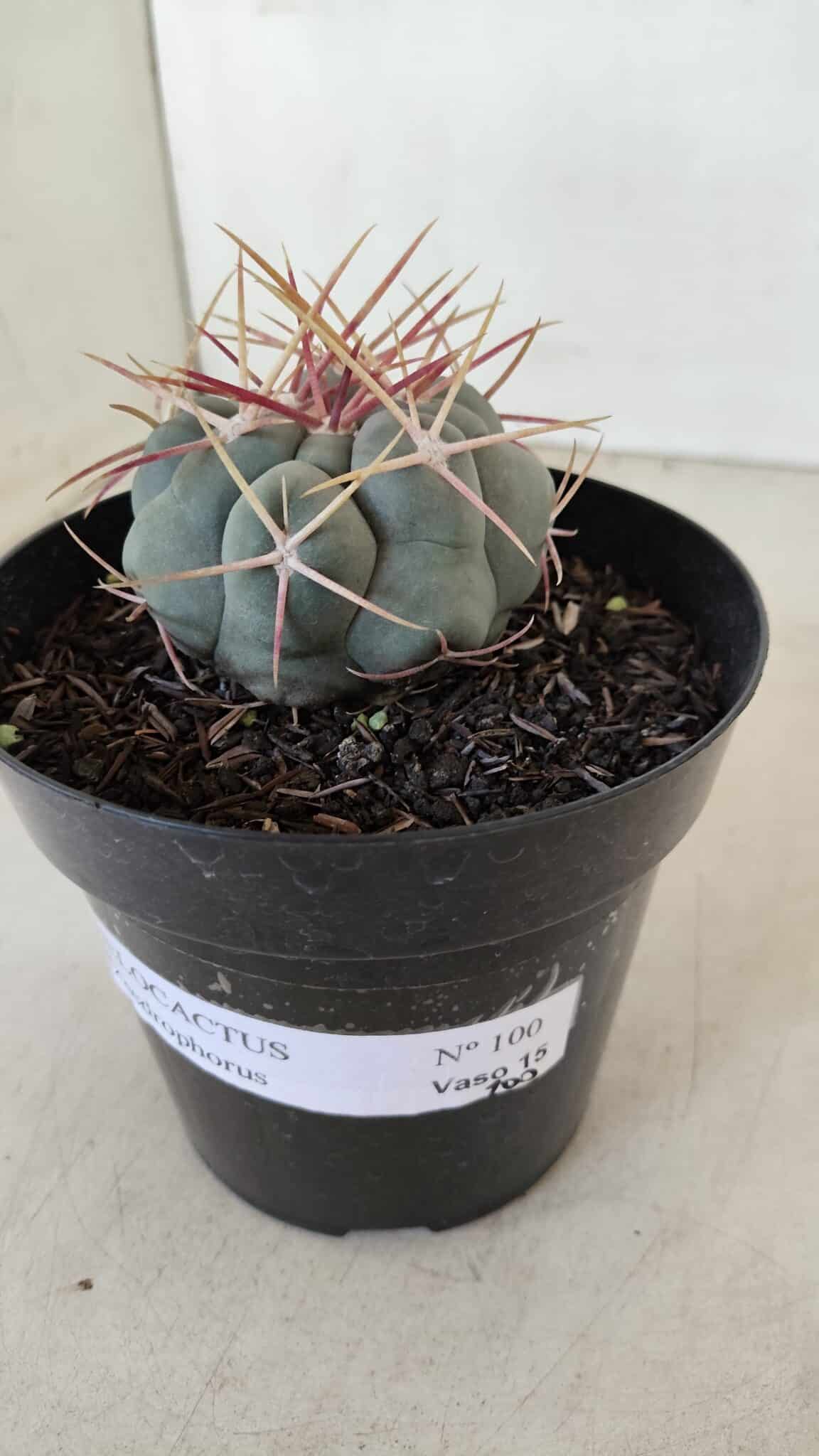 THELOCACTUS Hexaedrophorus Nº 100 – VASO 15 - foto 8