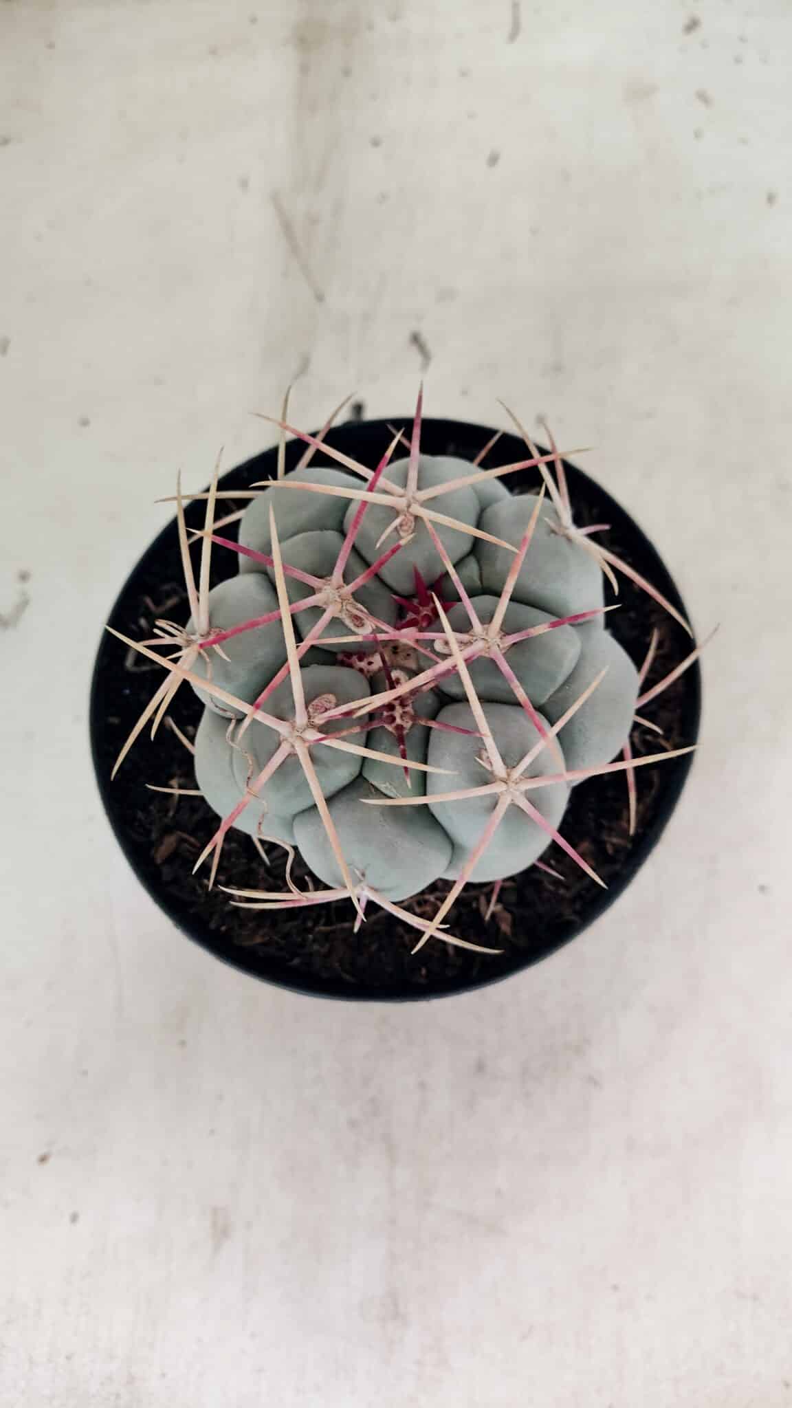 MATRIZ THELOCACTUS Hexaedrophorus Nº 100 – VASO 15 - foto 3
