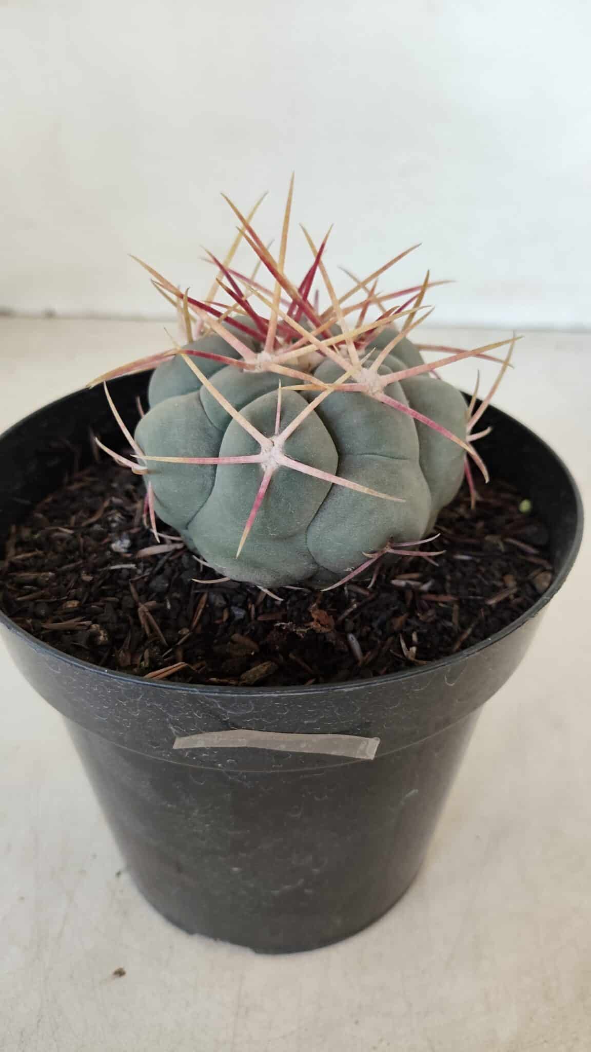 THELOCACTUS Hexaedrophorus Nº 100 – VASO 15 - foto 7
