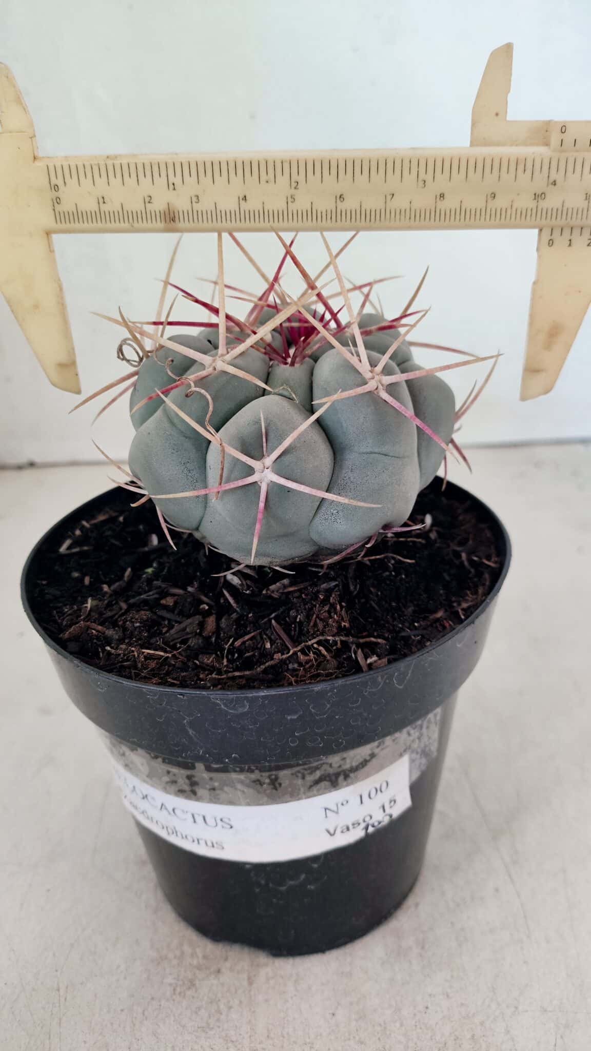 MATRIZ THELOCACTUS Hexaedrophorus Nº 100 – VASO 15 - foto 4