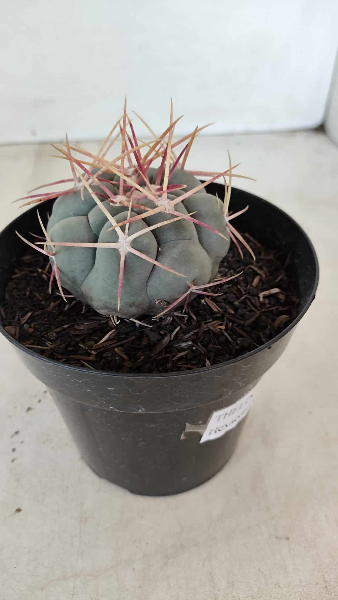 THELOCACTUS Hexaedrophorus Nº 100 – VASO 15 - foto 6