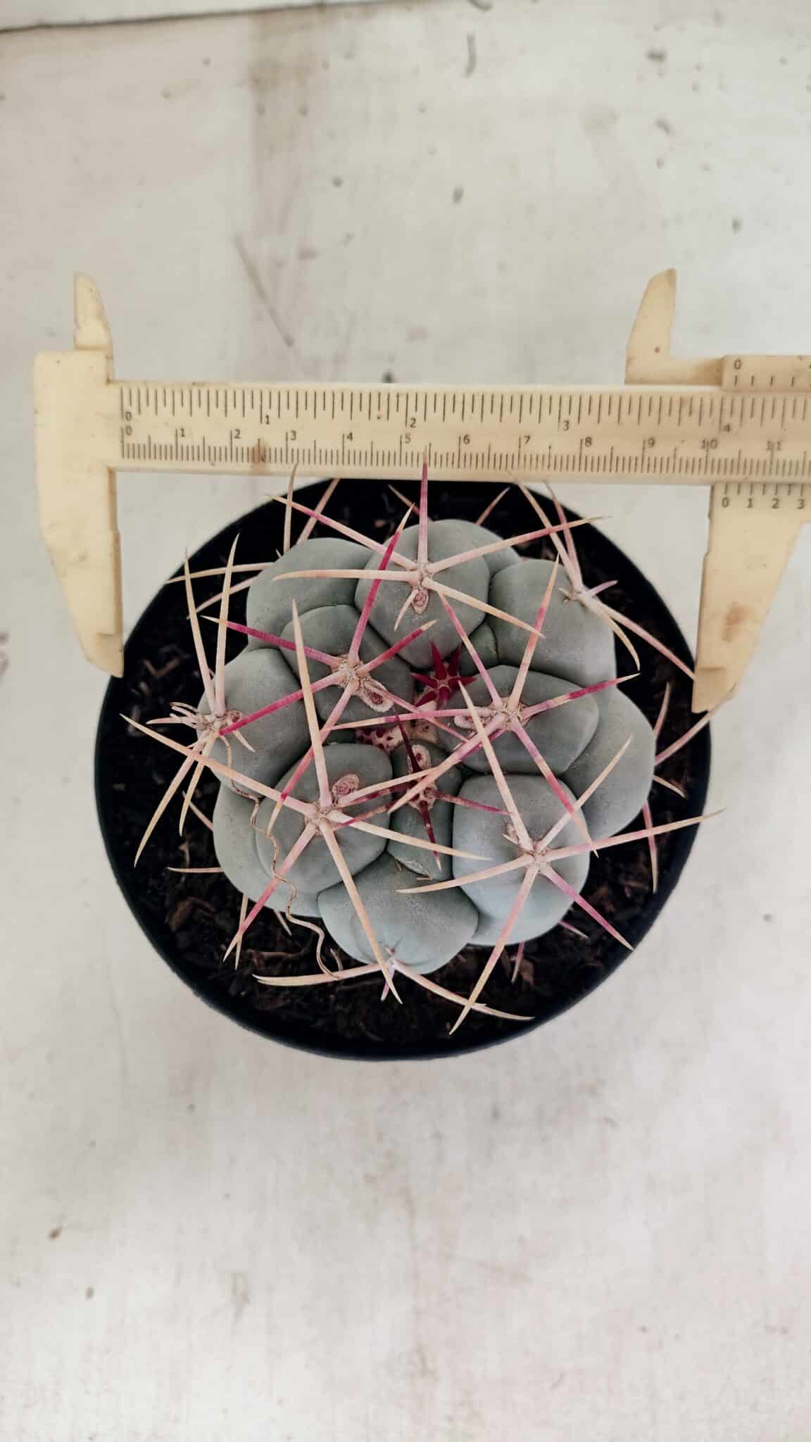 MATRIZ THELOCACTUS Hexaedrophorus Nº 100 – VASO 15 - foto 5