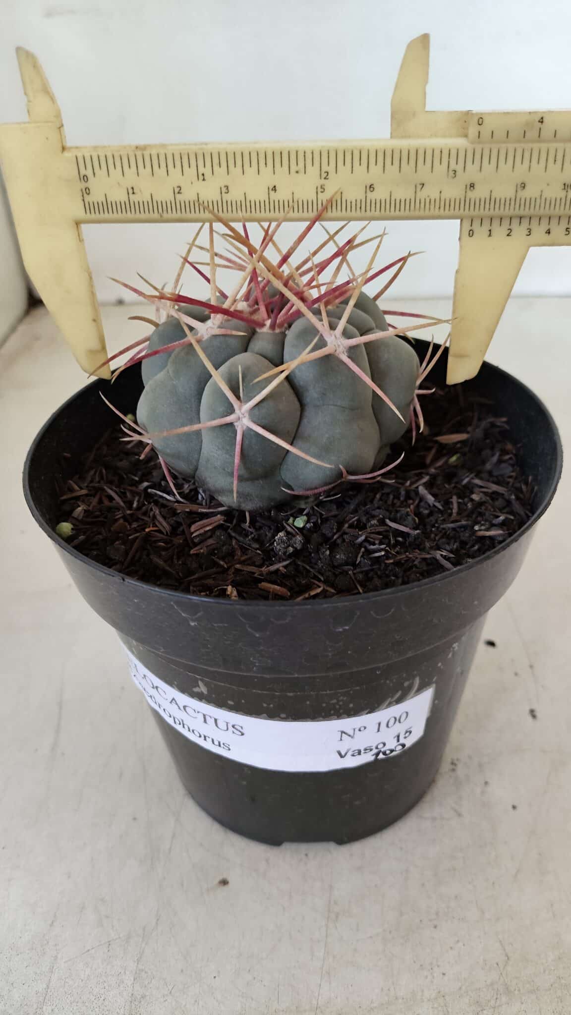 THELOCACTUS Hexaedrophorus Nº 100 – VASO 15 - foto 4