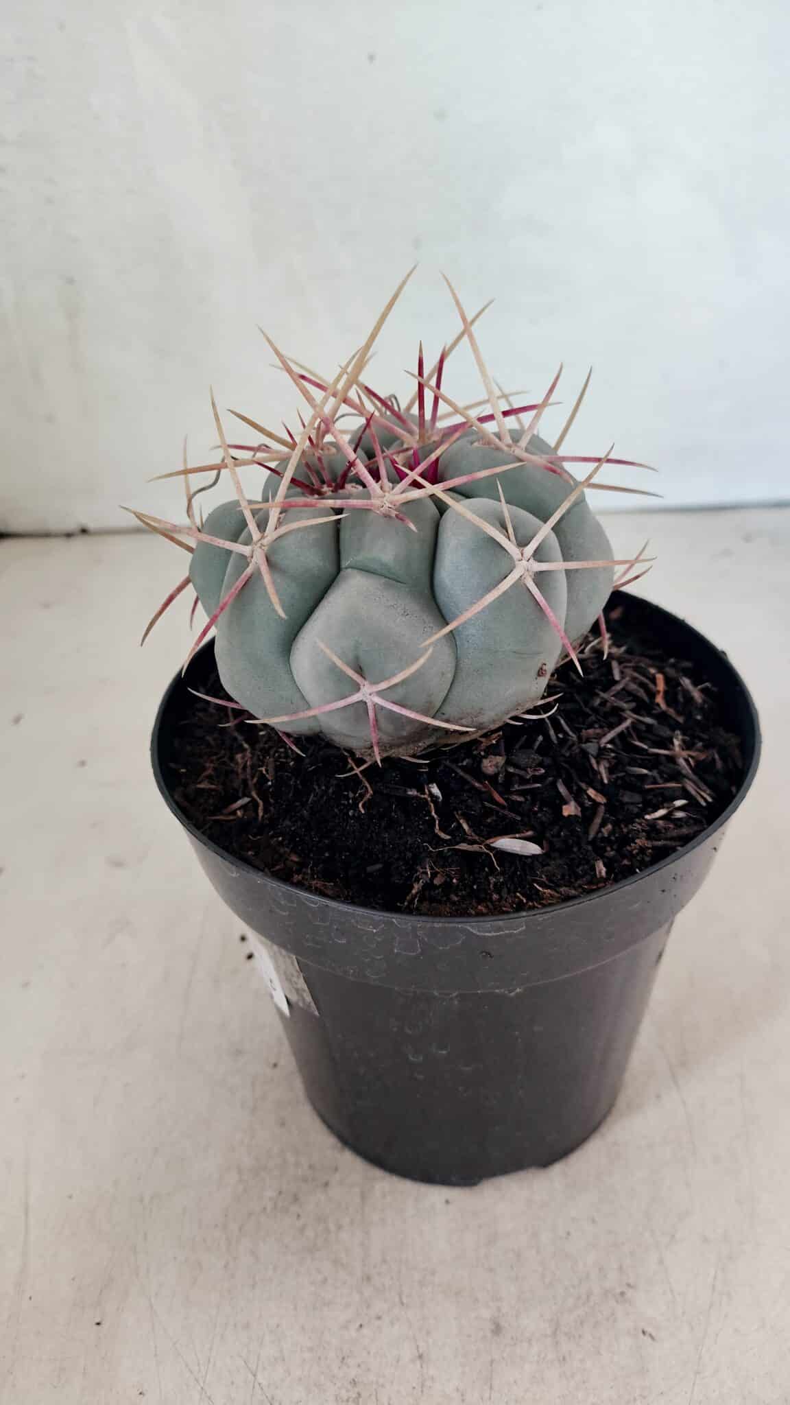 MATRIZ THELOCACTUS Hexaedrophorus Nº 100 – VASO 15 - foto 8