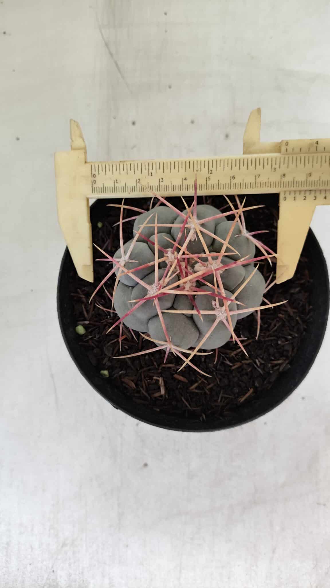 THELOCACTUS Hexaedrophorus Nº 100 – VASO 15 - foto 5