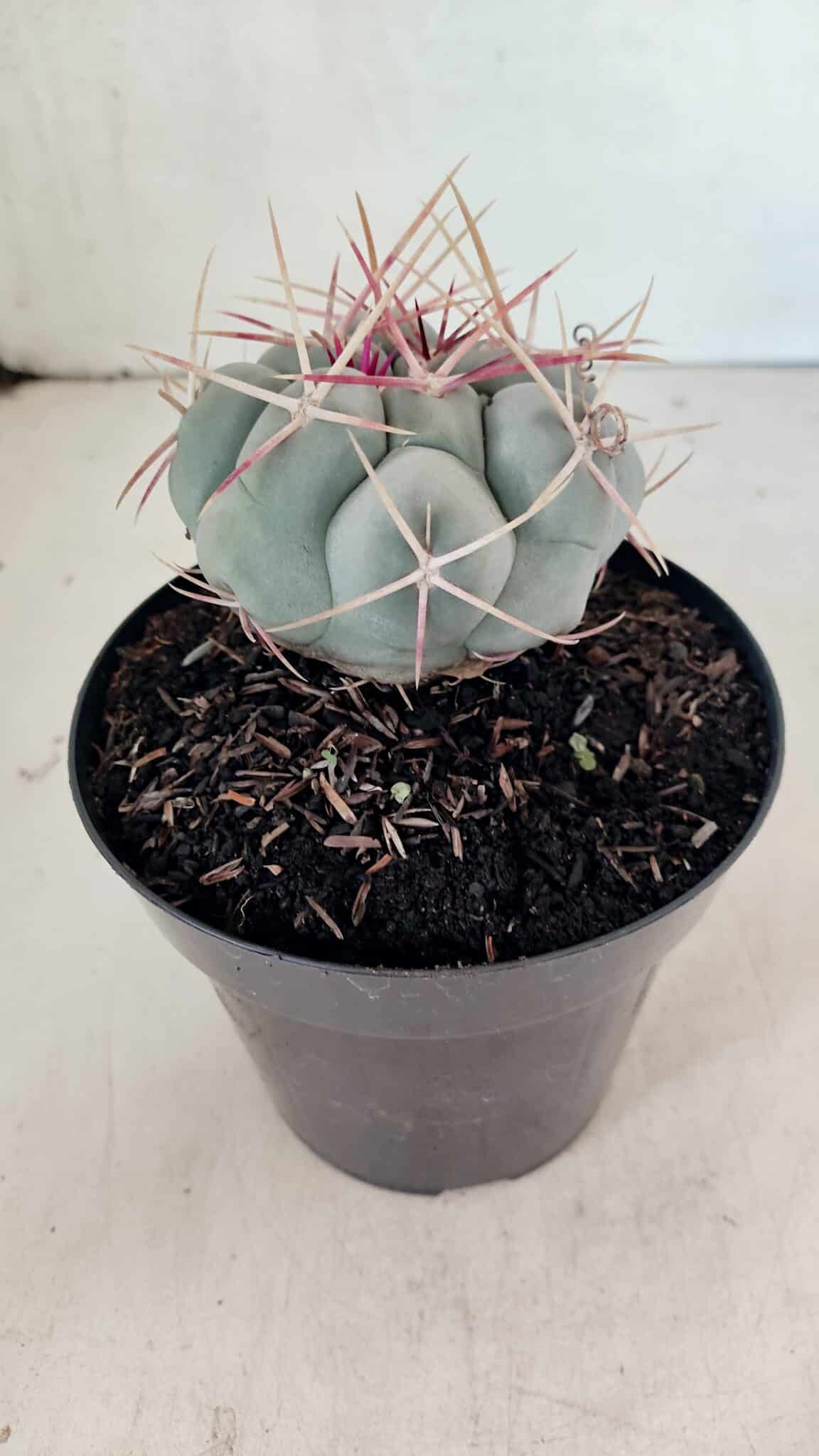 MATRIZ THELOCACTUS Hexaedrophorus Nº 100 – VASO 15 - foto 7