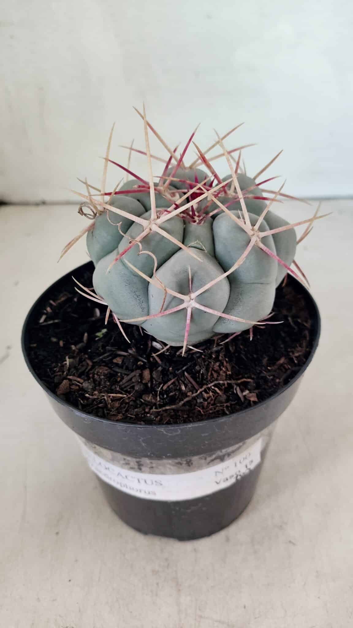 MATRIZ THELOCACTUS Hexaedrophorus Nº 100 – VASO 15 - foto 6