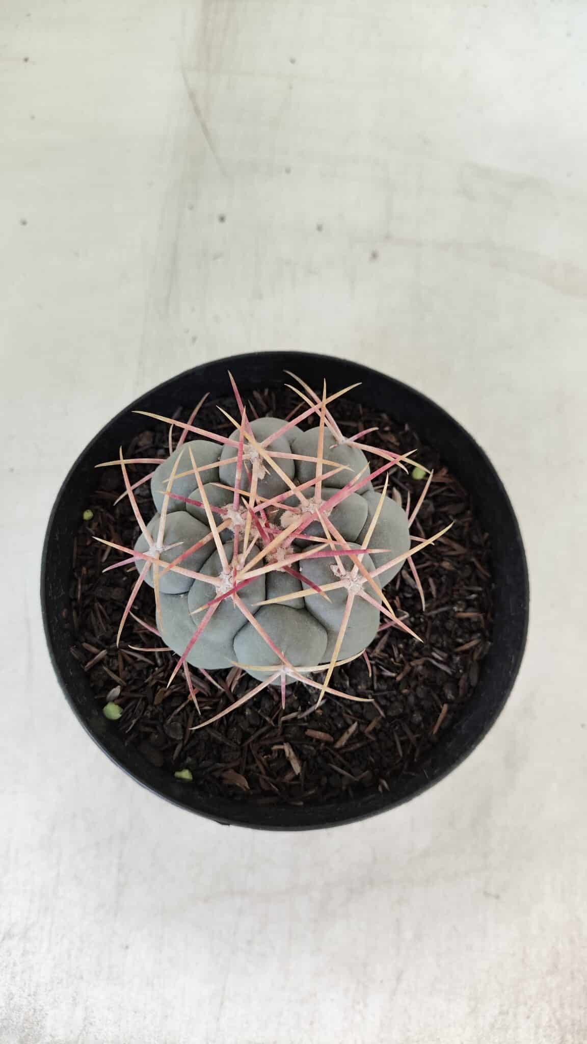 THELOCACTUS Hexaedrophorus Nº 100 – VASO 15 - foto 3